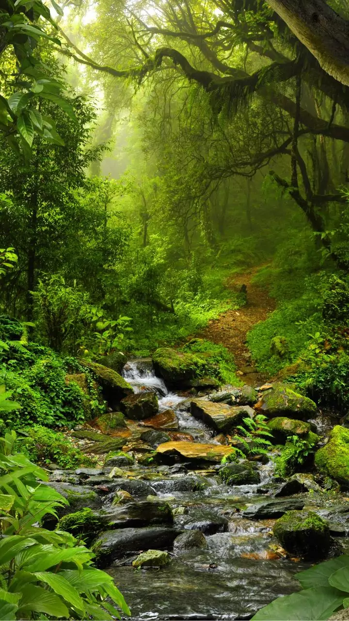 Off season Coorg workations attract remote workers seeking green views and quiet space