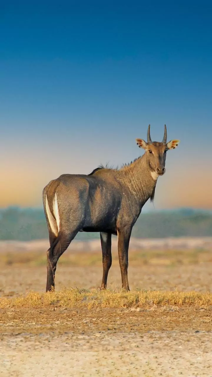 Child sitting in mother’s lap killed as nilgai jumps into moving car in MP