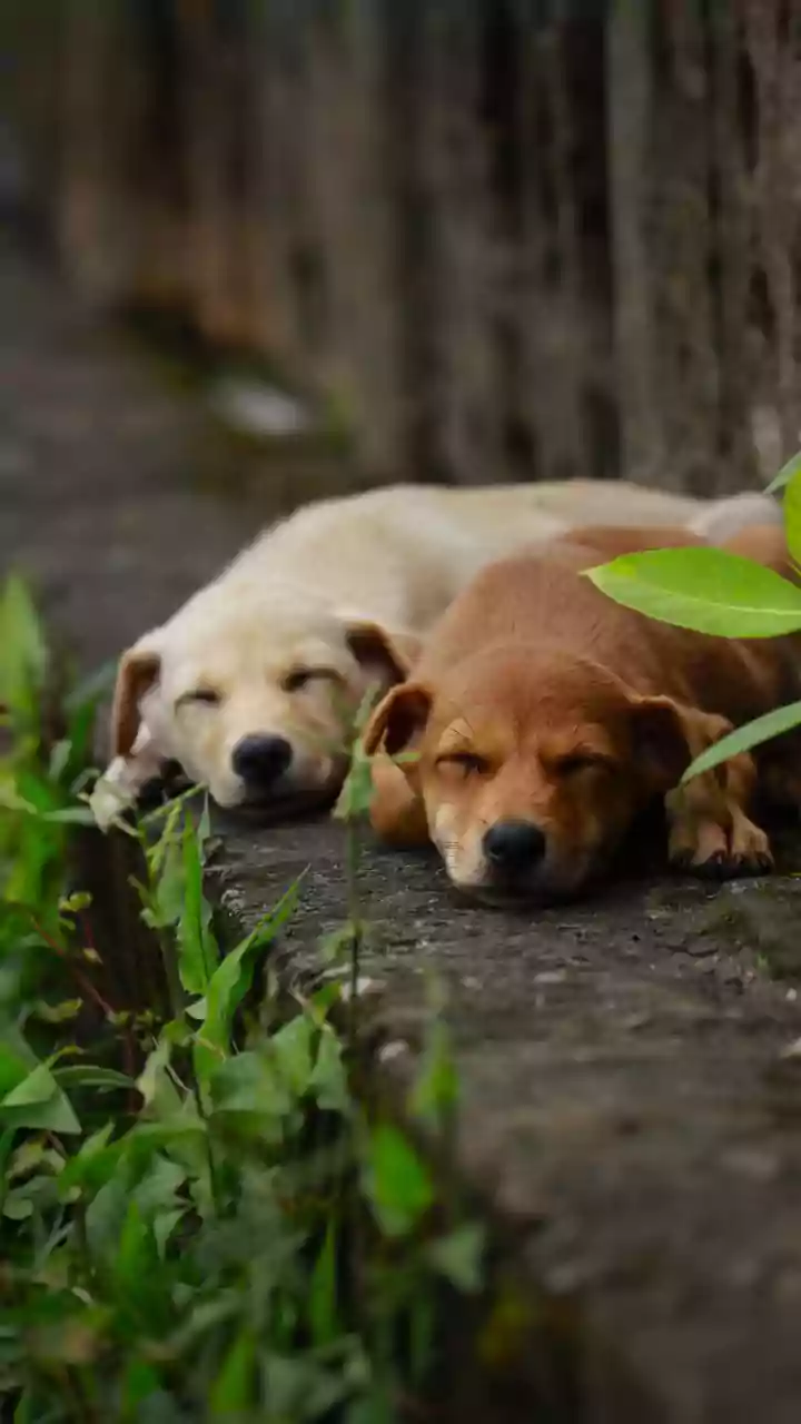 'Is compassion toward animals a crime in India?': Shantanu Naidu