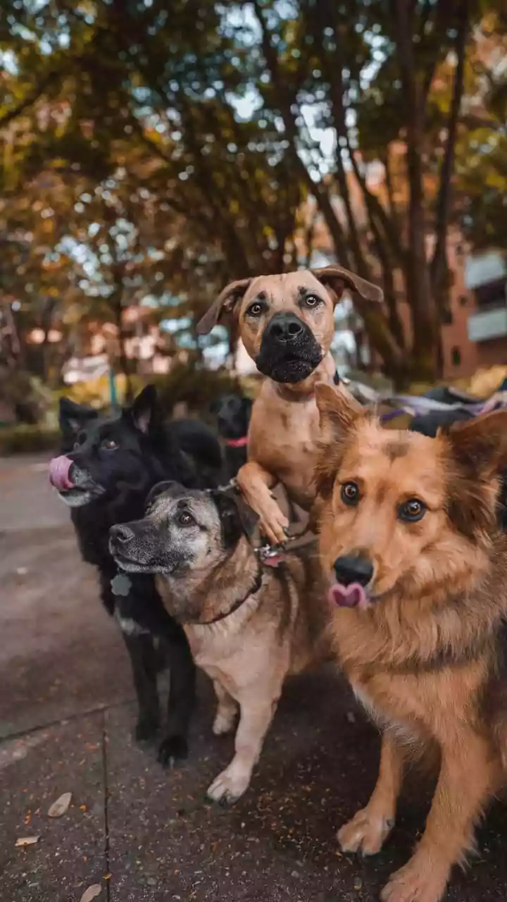 Navigating Pet Parenthood in India: Essential Rules for Responsible Owners