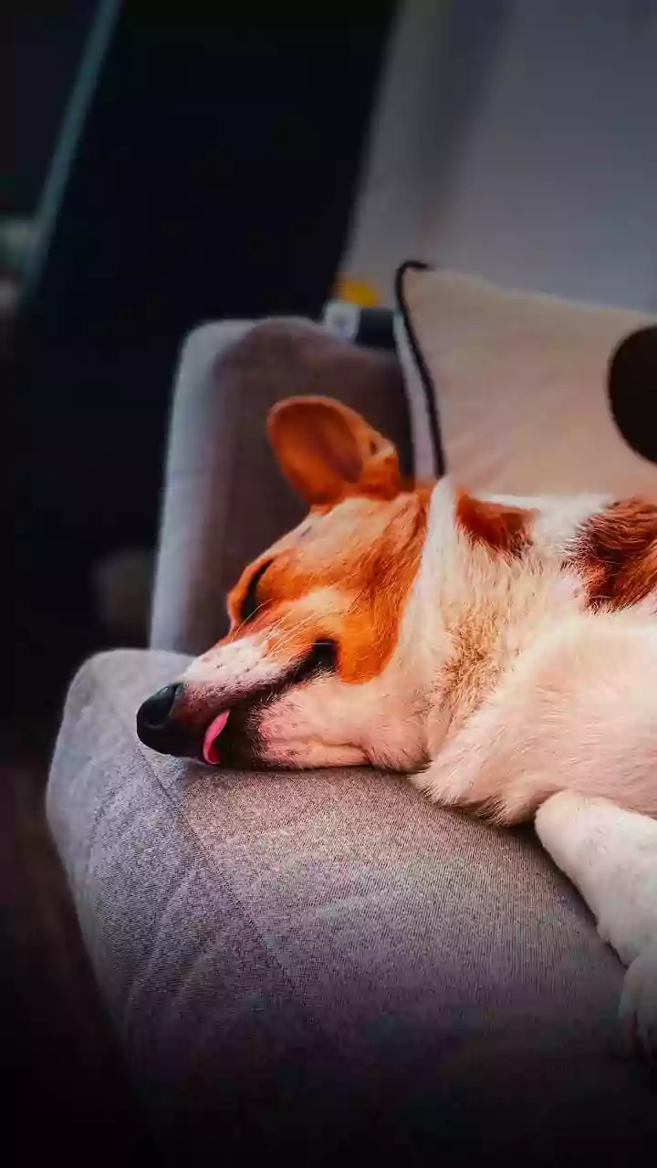 É por isso que o cachorro suspira pesadamente quando se deita ao seu lado