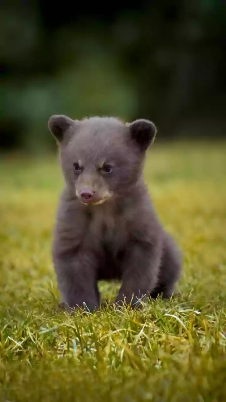 Here’s The Original Video Of ‘Side Eye Bear Cub’ Meme! Viral Clip Is Melting Internet