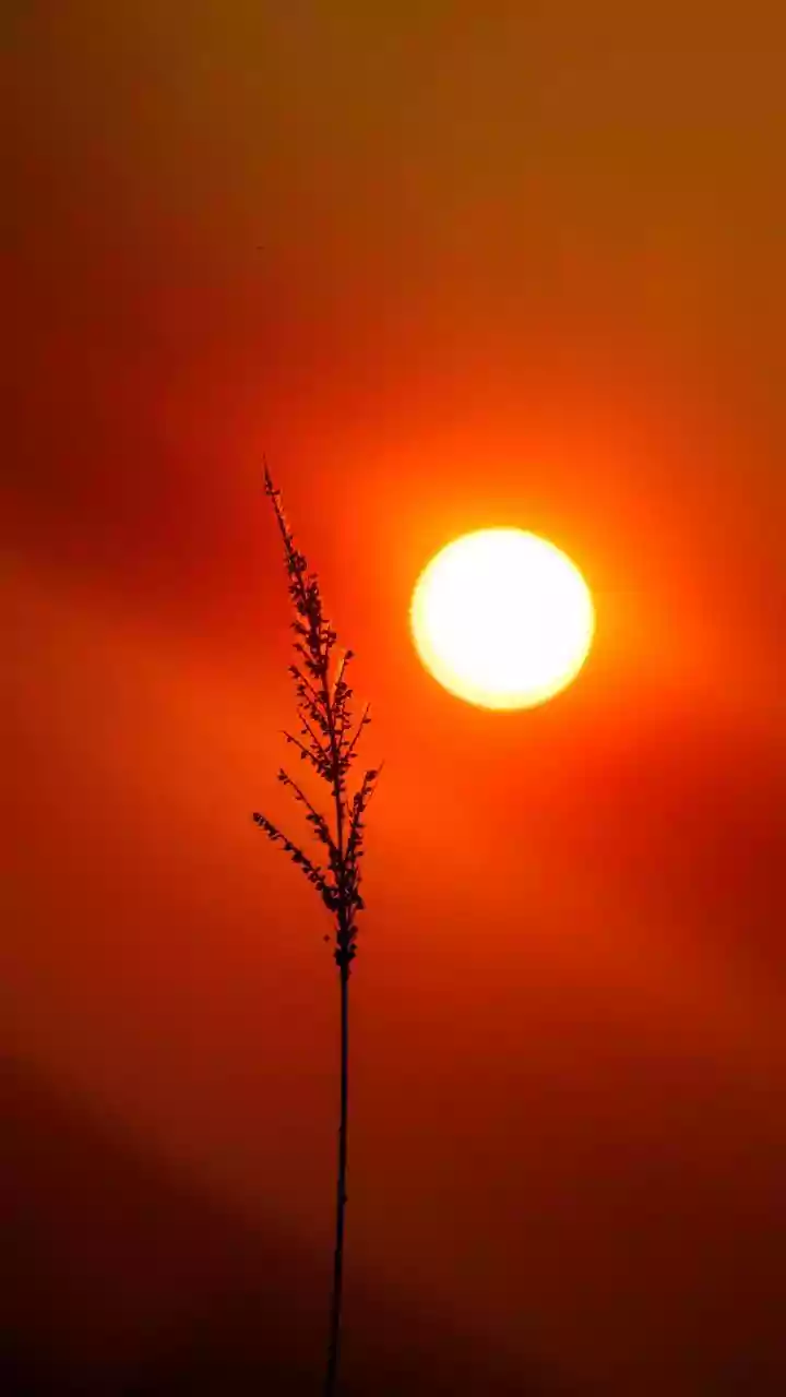 European Wildfire Crisis: The Difference Between Seasonal Vegetation Growth and Fast-Moving Summer Fires