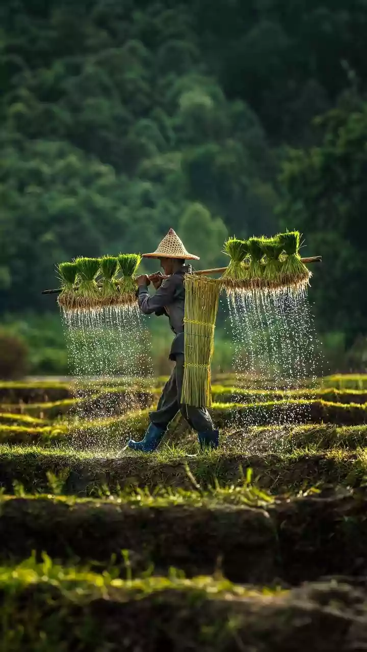 India Prepares for Challenging Sowing Season Amid Weak Monsoon Forecast