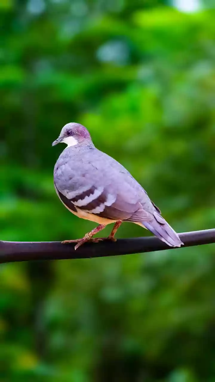 Aves urbanas parecem gostar mais de homens do que de mulheres, aponta estudo