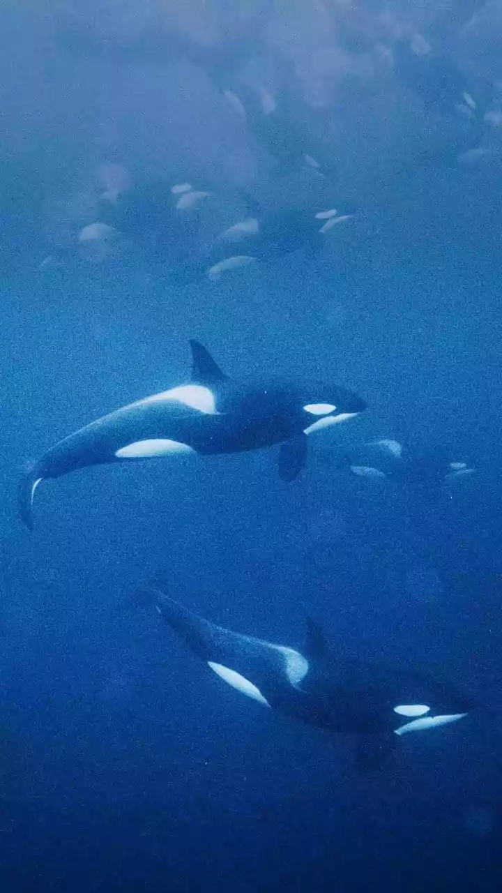 Após proibir shows com cetáceos, França busca destino para duas últimas orcas em cativeiro