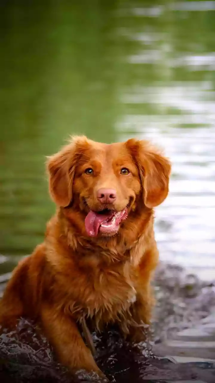 Luxury Dog Hostels With Specialized Swim Pools Fill Rapidly