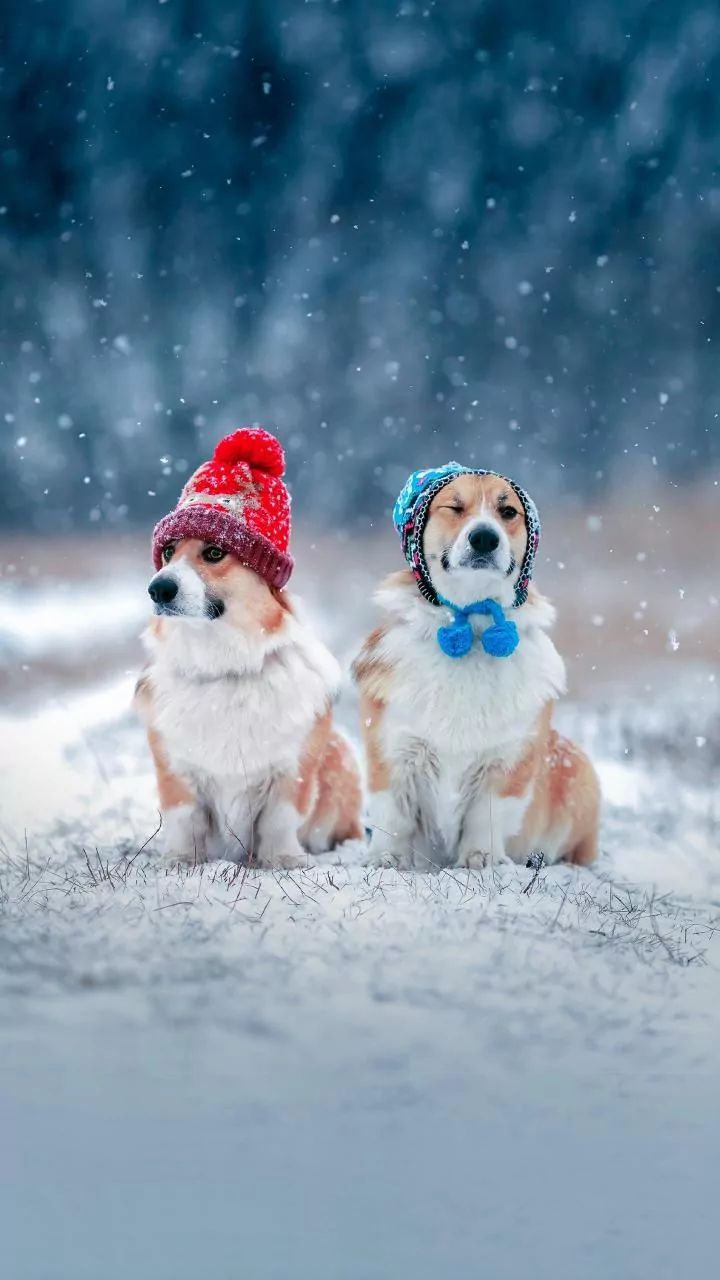 Cold Weather, New Places: Preparing Your Dog For Winter Vacations