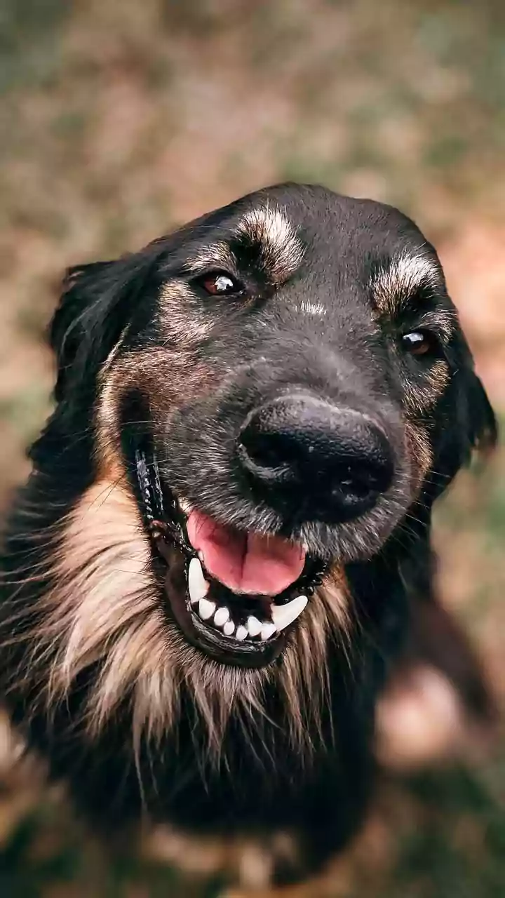 Can dogs detect cancer? Bengaluru start-up begins 10,000-person trial