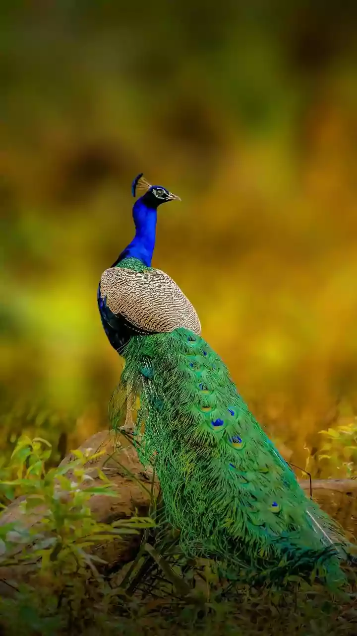 India Revives Its 1981 Peacock Diplomacy Tradition at UN Geneva