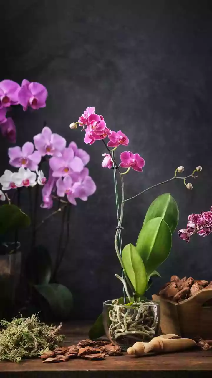 Um produto simples da despensa pode salvar orquídeas com raízes apodrecidas