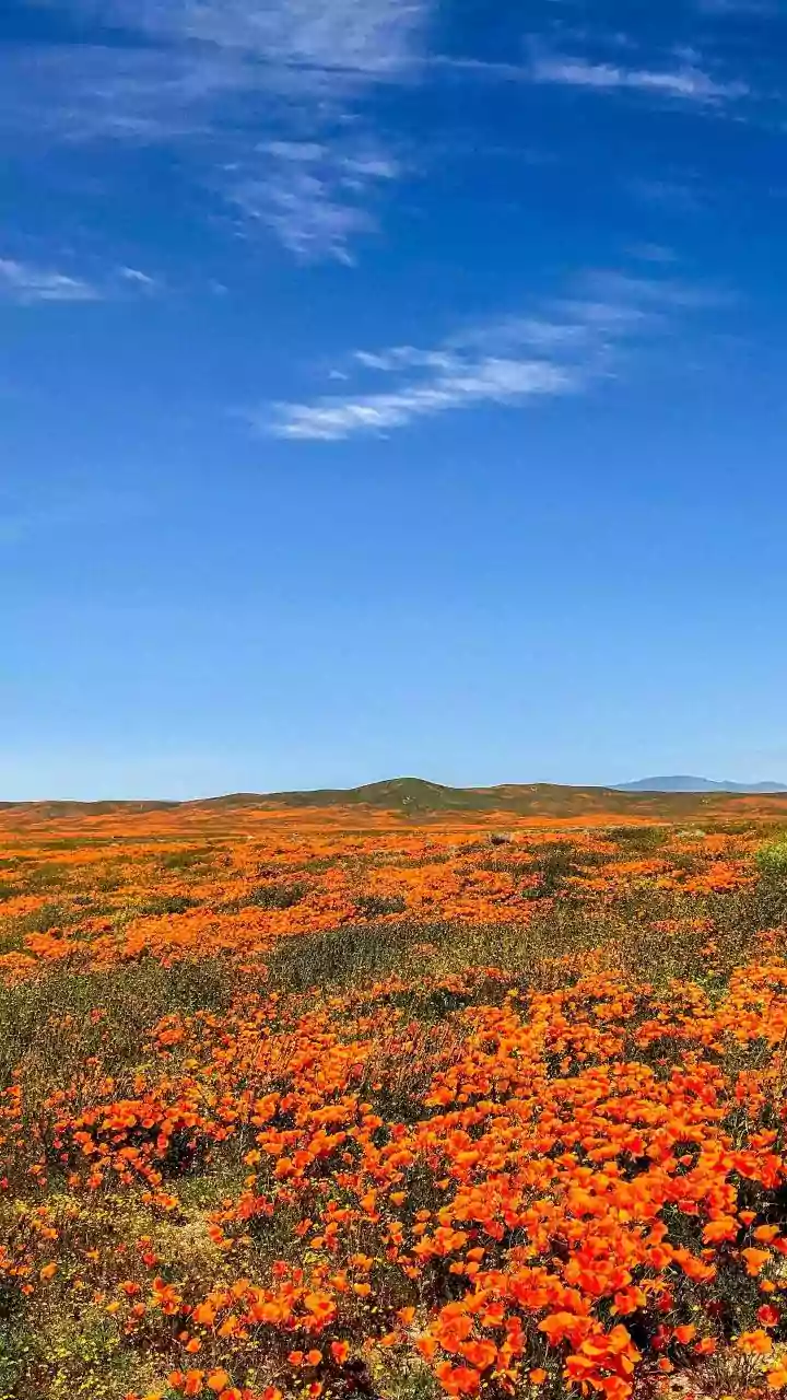 Where to witness stunning wildflower blooms in Australia