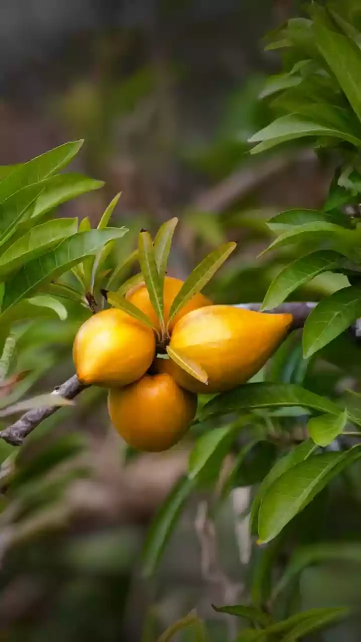 Parece doce de leite, mas nasce em árvore: conheça o abiu, a “fruta de ouro” do momento