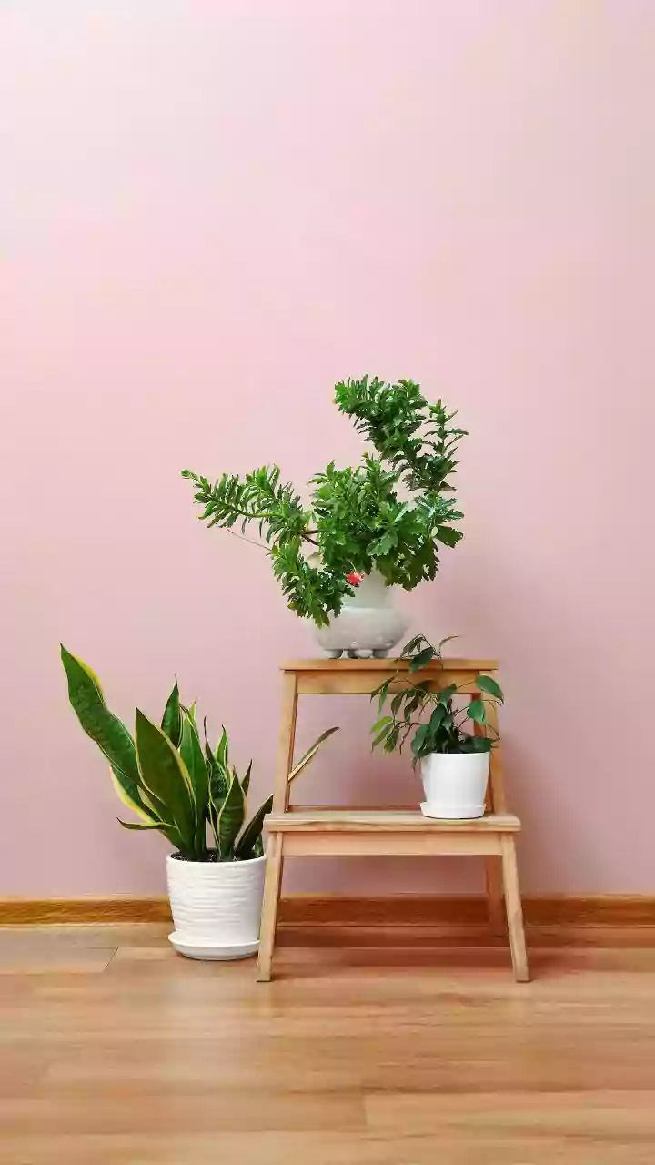 How to care for low-light indoor plants