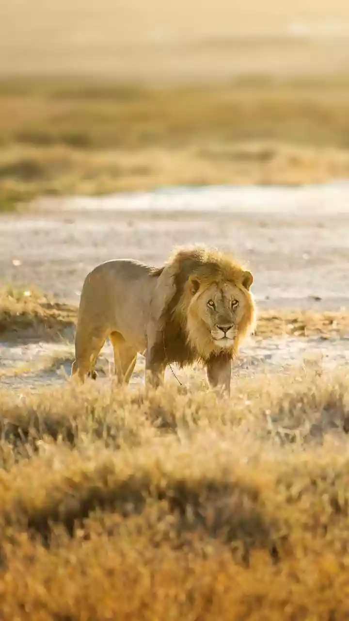 Barda Sanctuary's Lion Population Could Help Diversify Asiatic Lion Habitats
