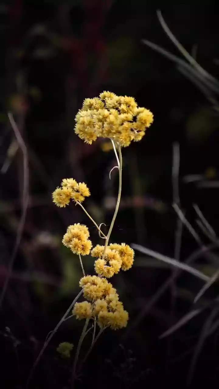 Quer aliviar a digestão? Veja como plantar macela no seu quintal
