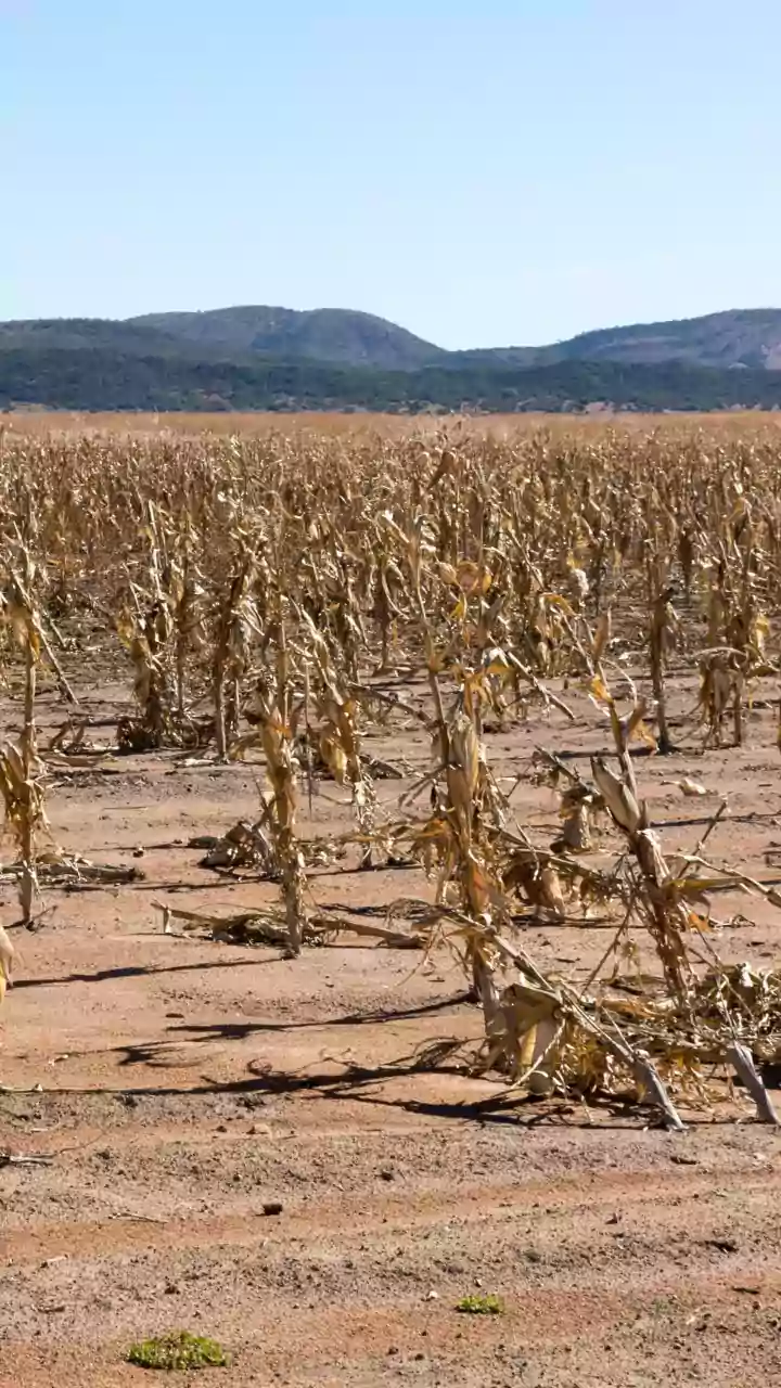 Severe Drought Affects Andhra Pradesh, Farmers Face Major Losses