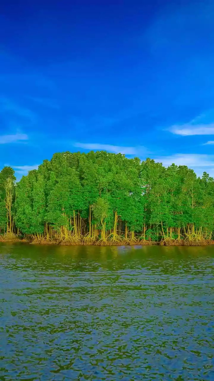 Why Exploring Quiet Konkan Mangrove Trails By Kayak Offers Unmatched Peace Away From Mainstream Tourism