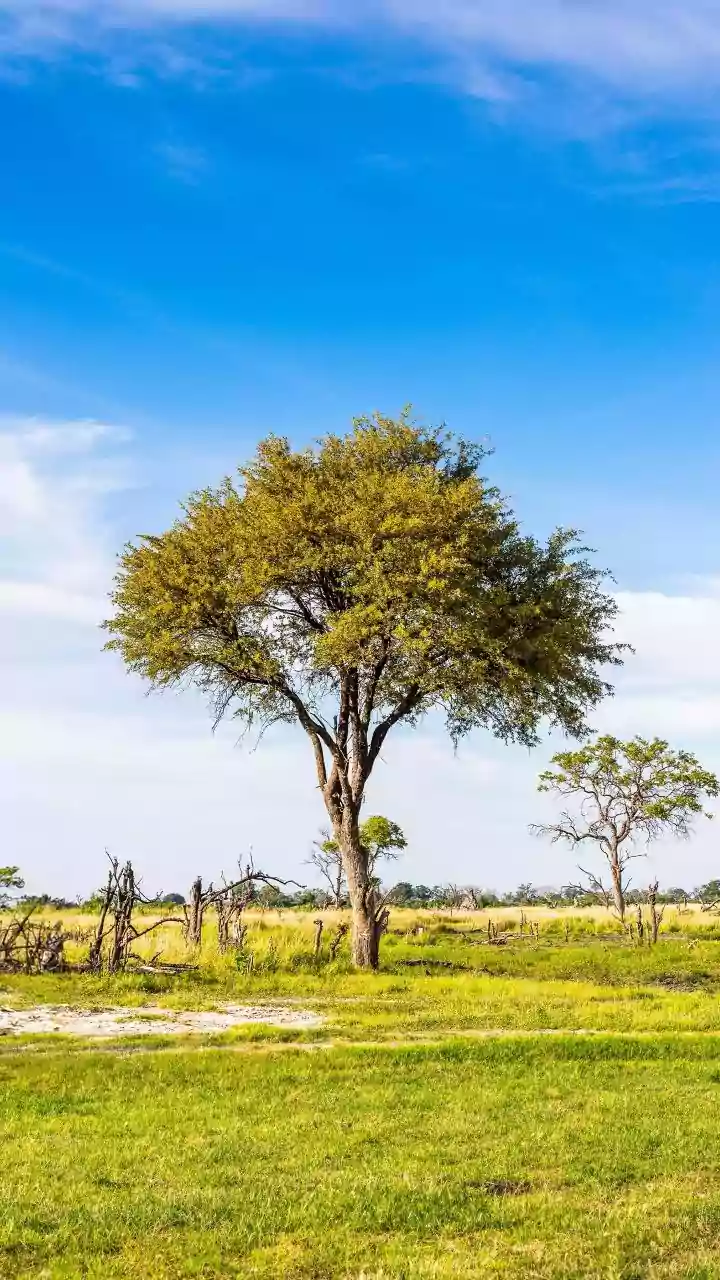 Which Tree Reigns Supreme? Discover the 'King of Trees'