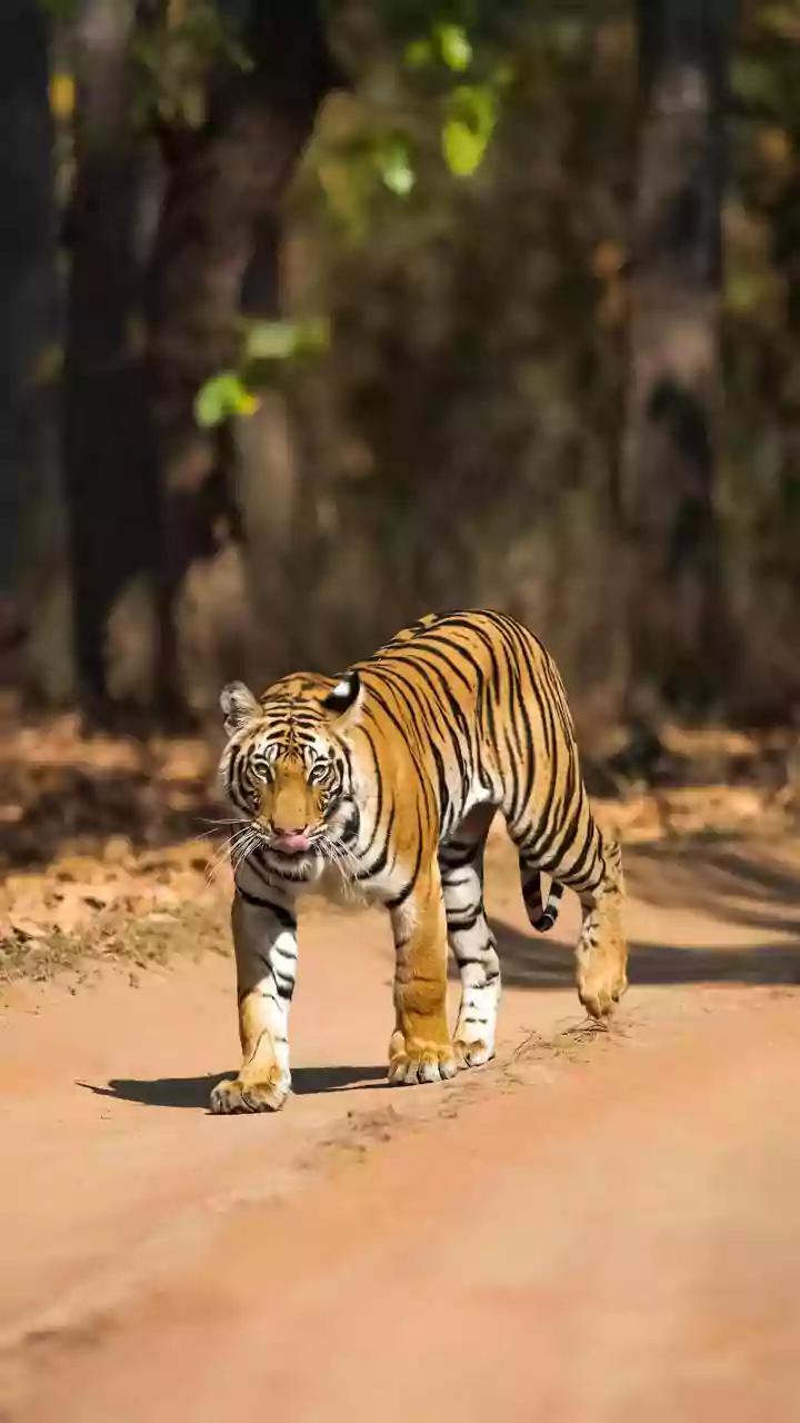 Woman killed in tiger attack in Pench; animal captured