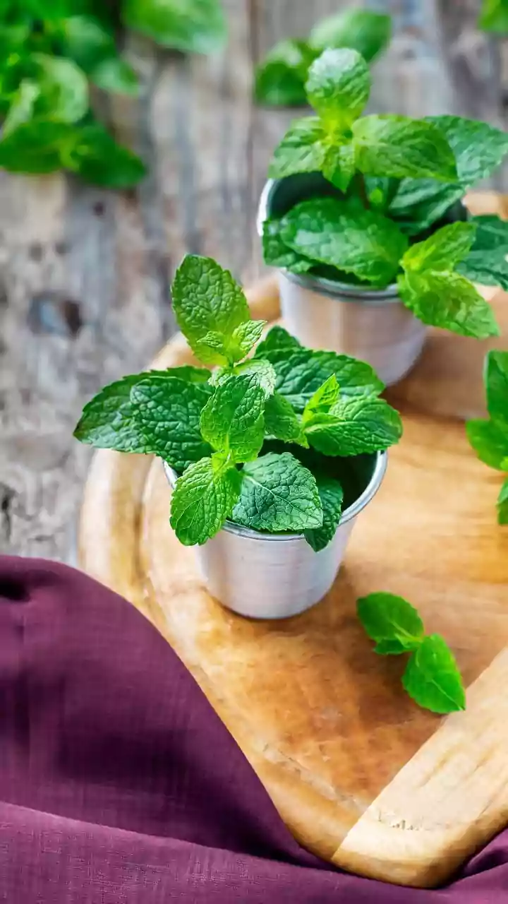 A Cautious Look at Peppermint for Headache Discomfort: Peppermint Compresses