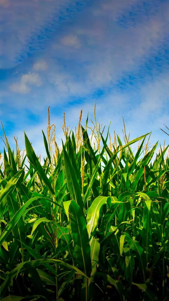 Food Prices Could Rise With Weather Shifts: Ways Indian Households Can Save