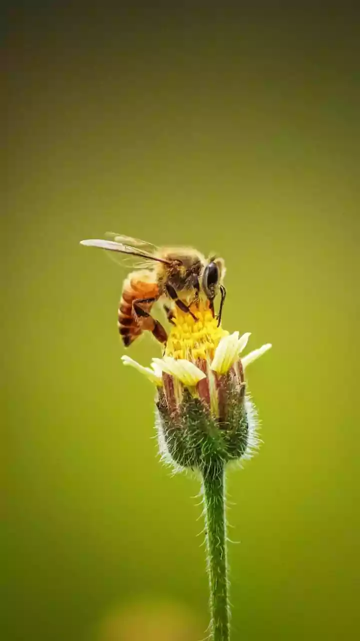 Zoological survey team records 1st India sighting of Colletes bhutanicus