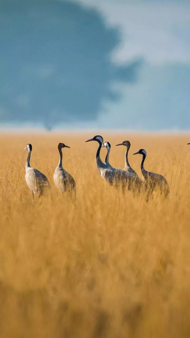 New report finds more than half of migratory birds declining