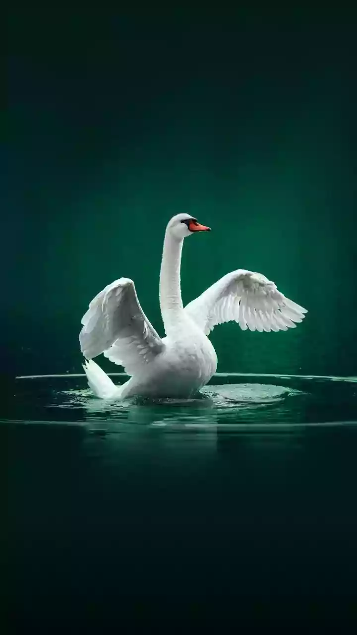Swans or Orchestra? Your First Glance Reveals Your Relationship Style!