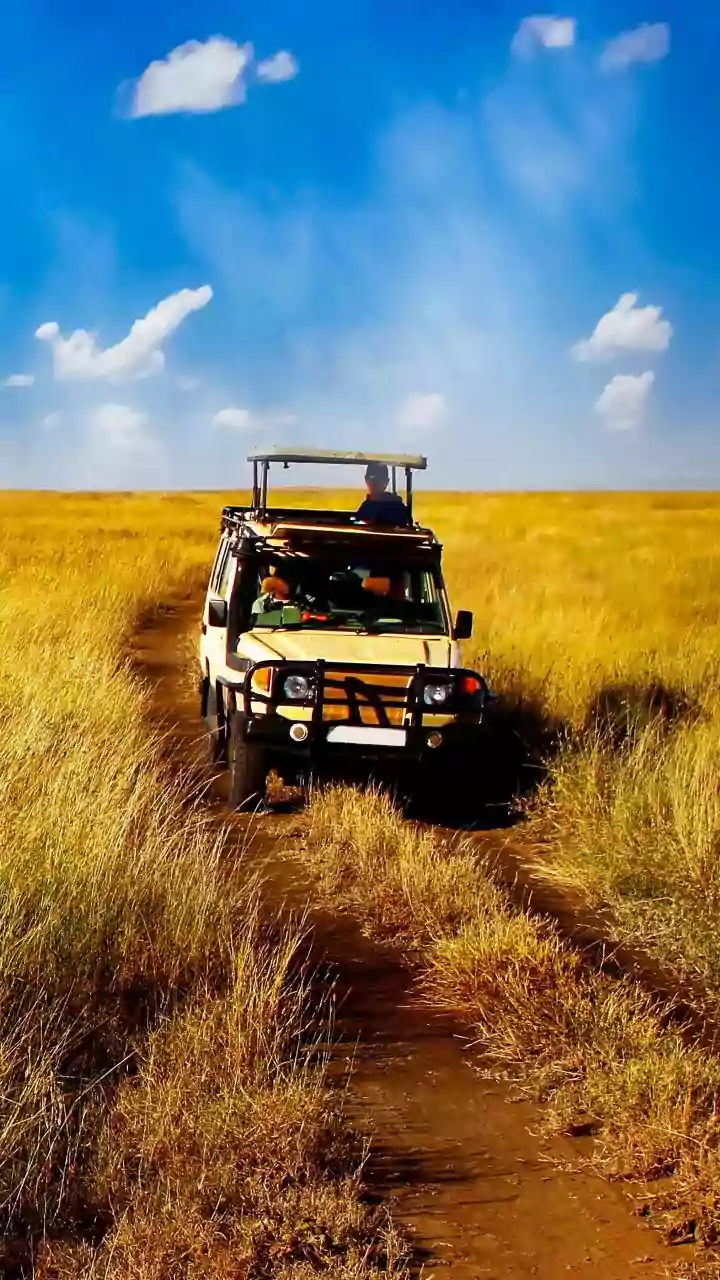 A Park Hotel Can Operate While Wildlife Drives Remain Suspended