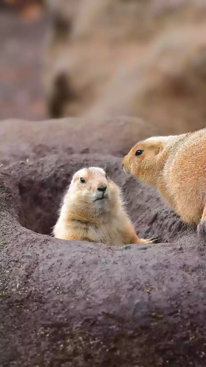 Whispers of the Wild: Unveiling Extraordinary Animal Communication