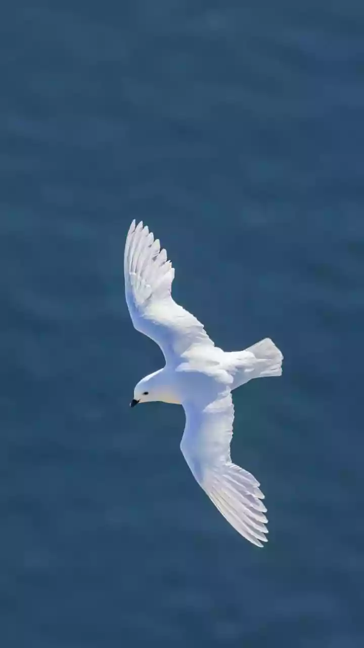 Protecting Migration Routes Could Help Reverse Bird Population Losses