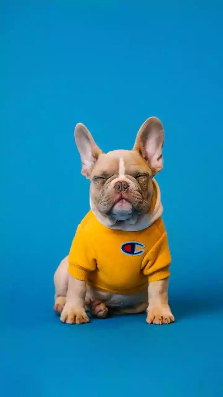 Why Everyone Is Buying Custom Dog Raincoats Now
