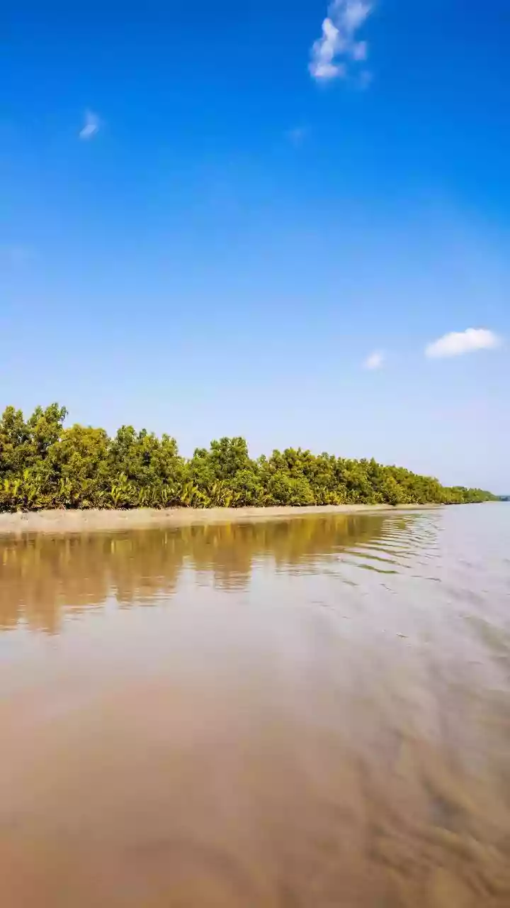 Experience the Sundarbans: Local Stays, Flavors, and Nature's Wonders