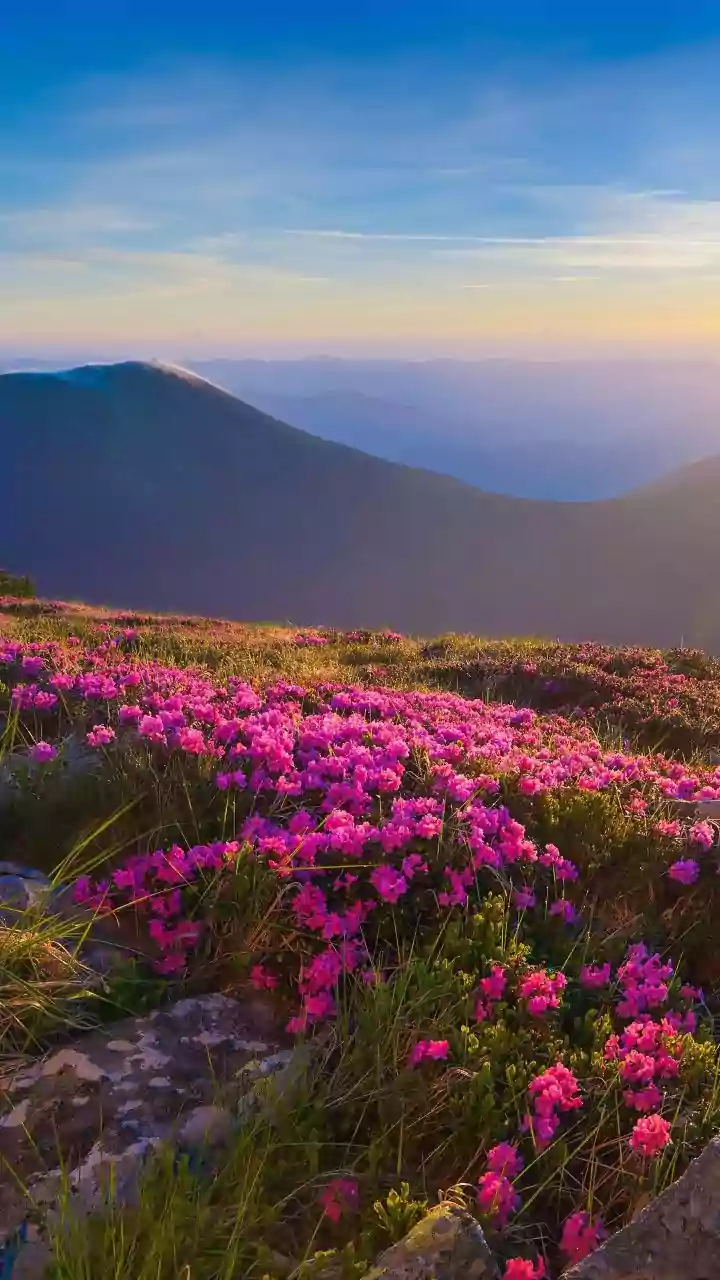 The Protected Neelakurinji Rewards Patience, Distance and Careful Photography