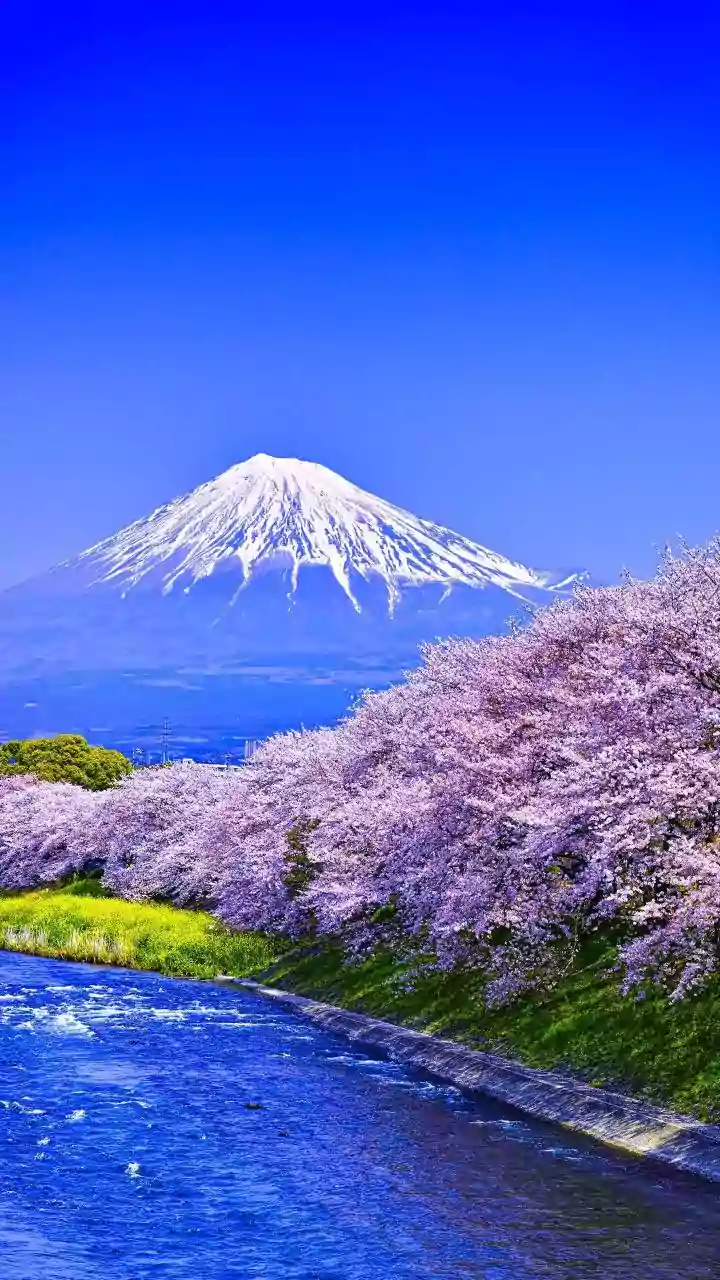 Global Cherry Blossom Havens: Experience Spring's Pink and White Spectacle