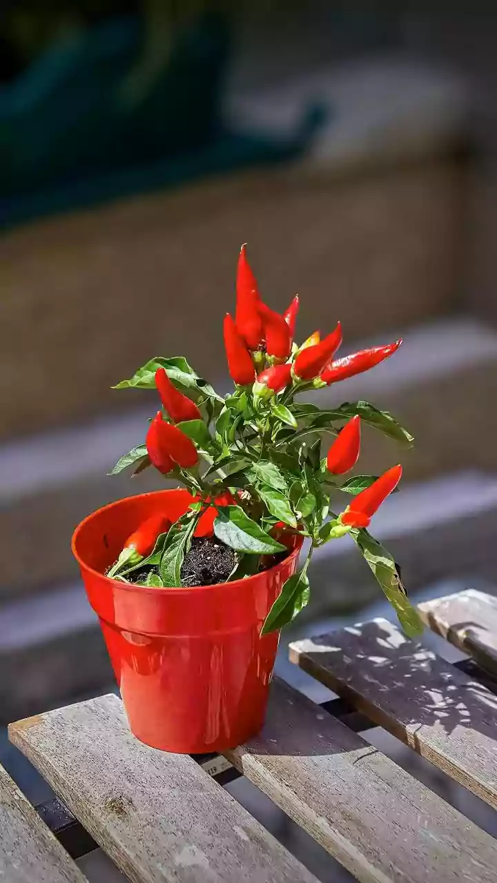 How Porous Clay Olla Pots Protect Delicate Balcony Plant Roots From Extreme Heat Drying