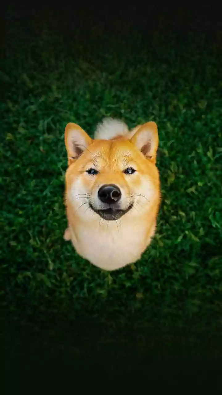 Friendly dog breeds that are perfect for gifting