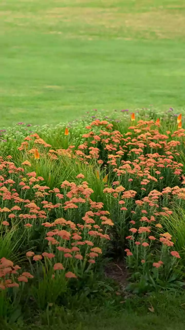 A natureza nunca para: conheça as plantas que mudam de cor ao longo do dia