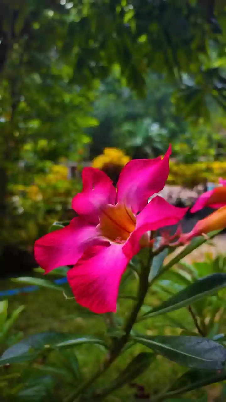 The Nilgiris' Famous Purple Flower Is Legally Protected From Damage