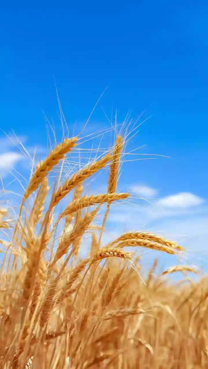 HP govt asks farmers to adopt wheat insurance scheme by Dec 15