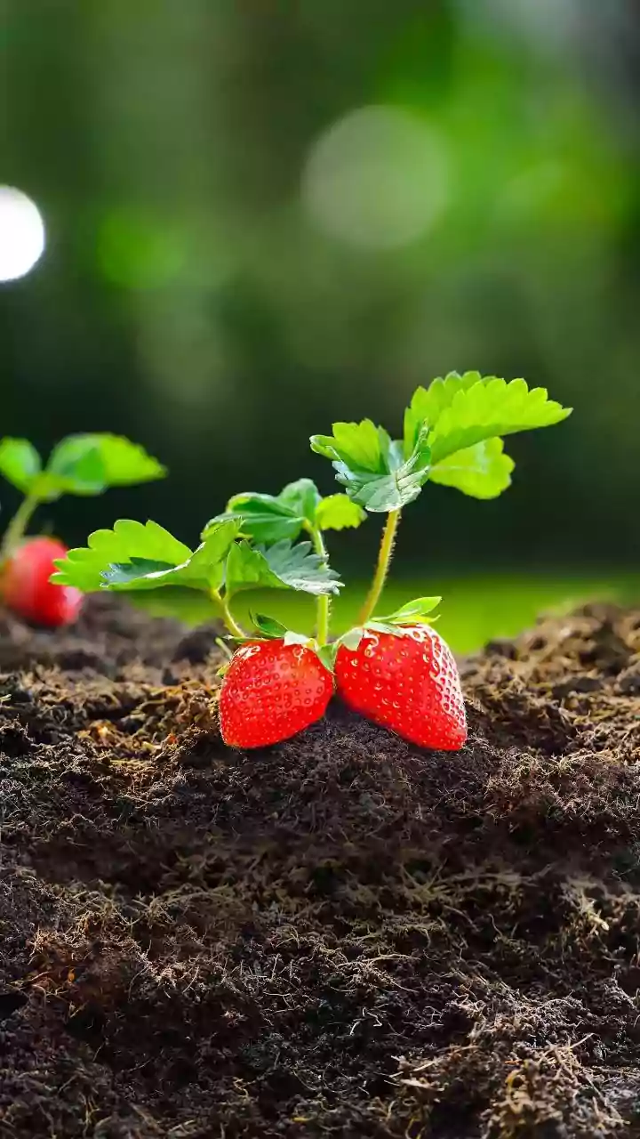 6 Cara Merawat Tanaman Stroberi agar Panen Buah Berkualitas