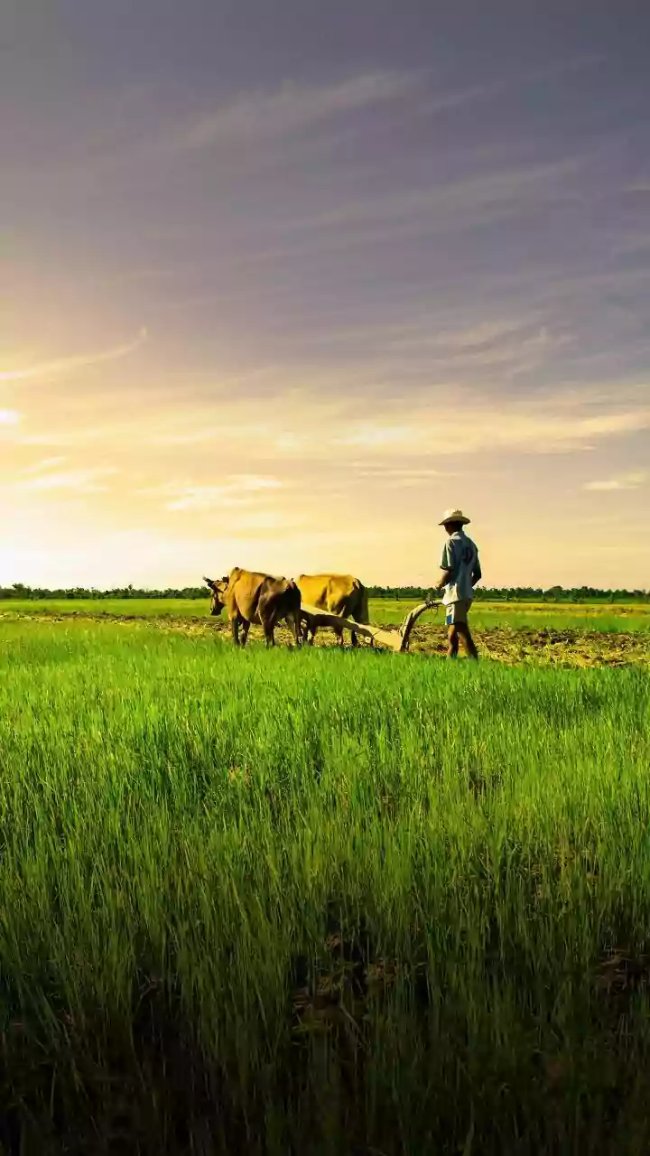 Understanding Crop Insurance Options for Farmers in India