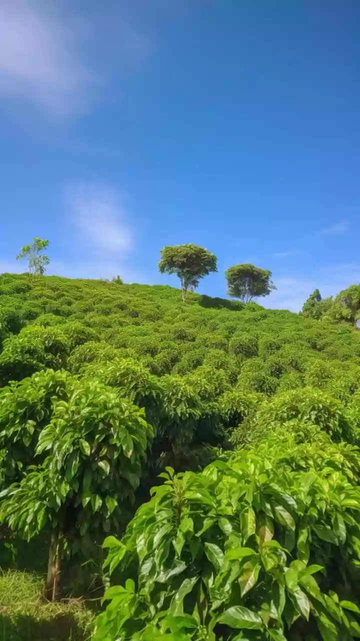 Remote professionals choose Coorg coffee estate staycations for quiet green work environments