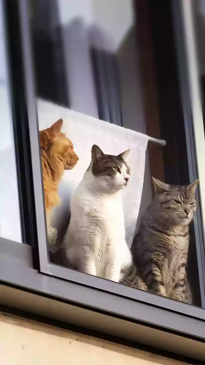 Set up windows, ledges & cushions so cats enjoy monsoon safely