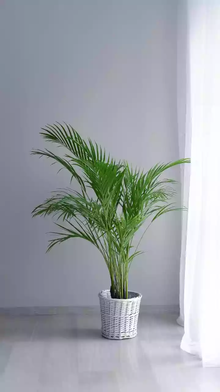 Winter Houseplant Woes? Expert Solutions for Thriving Greenery Indoors