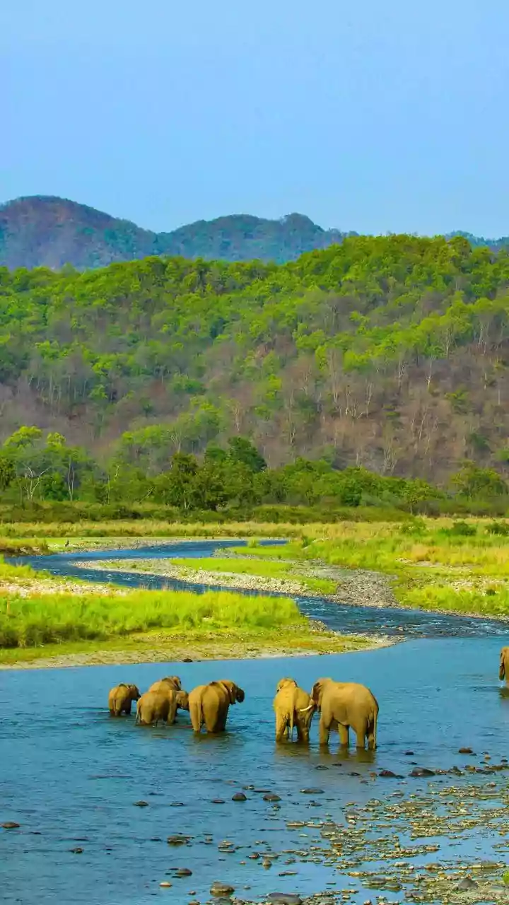 7 Wildlife Wonders of India: A Traveler's Guide