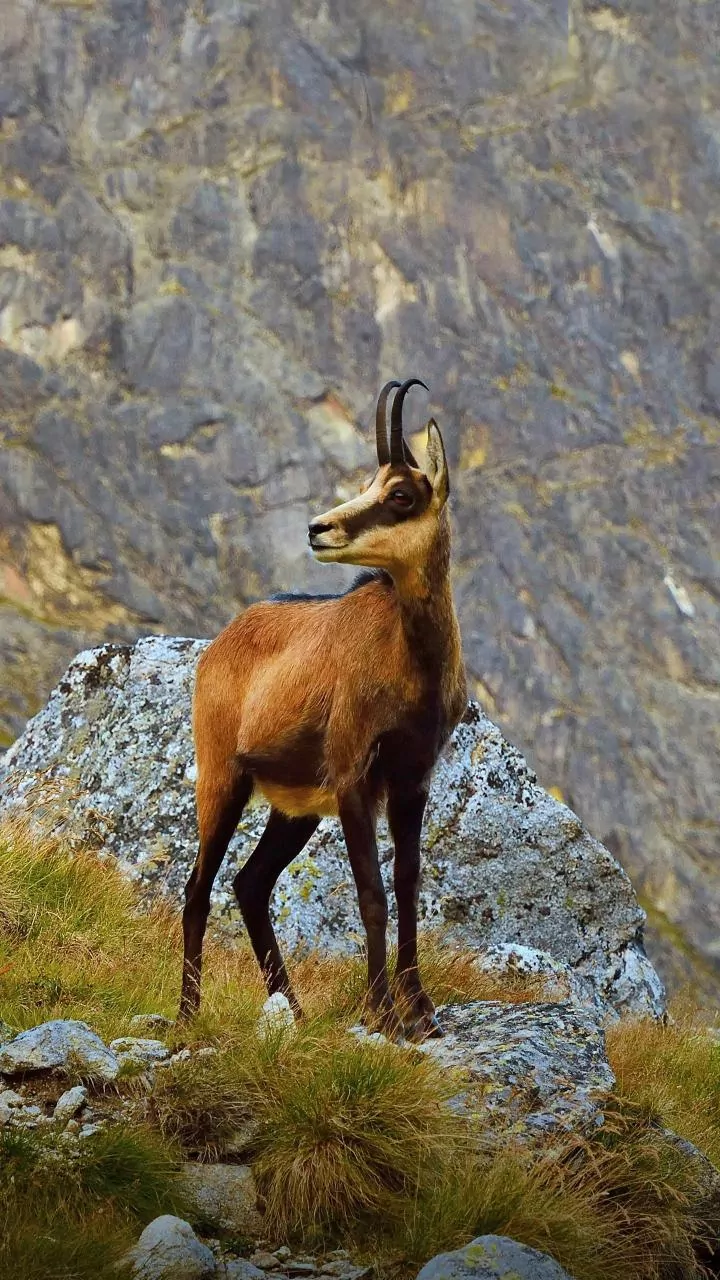 The Ladakh Wildlife Safari Remains Planned, Not Yet Open