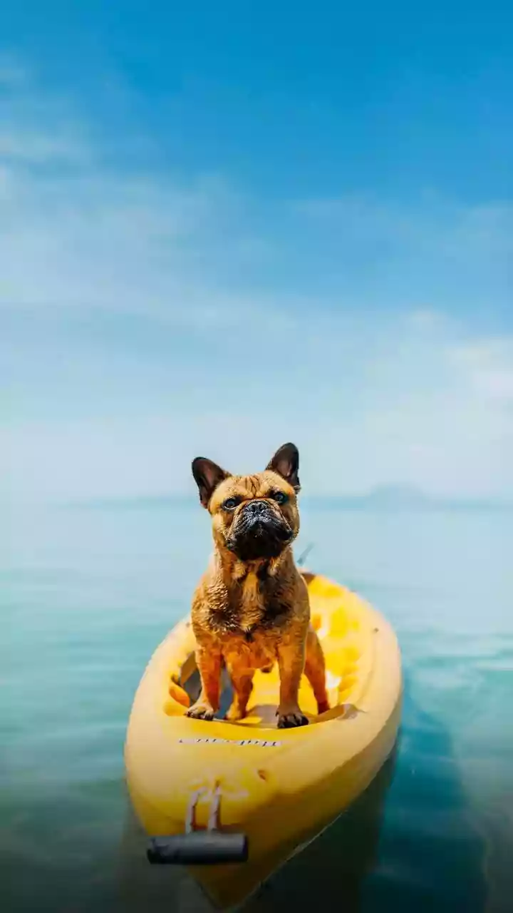 Pet Policies Are Quietly Controlling Holiday Choices