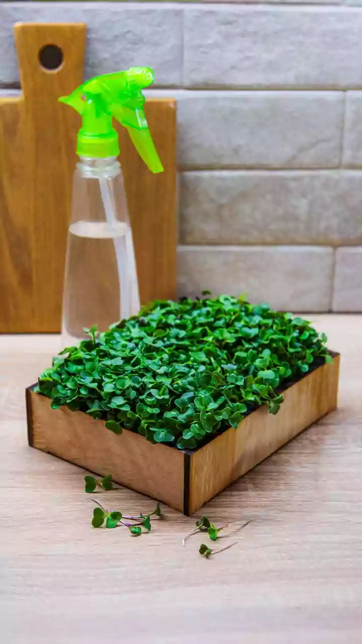 Monsoon pests return — but this simple buttermilk hack wins